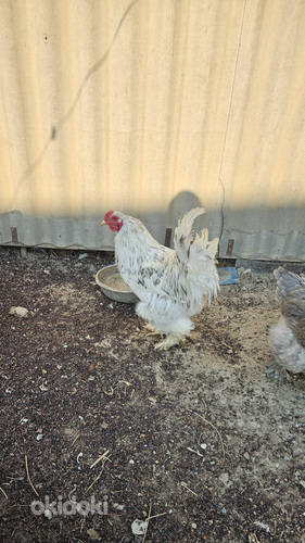 Брама петух