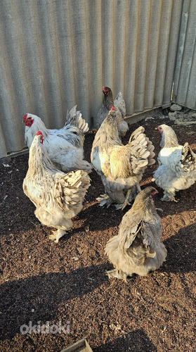 Բրամա ցեղատեսակի աքլորներ (4)