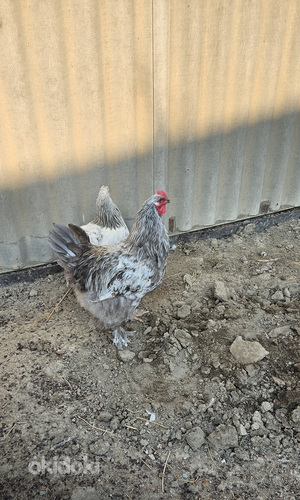 Բրամա ցեղատեսակի աքլորներ (6)