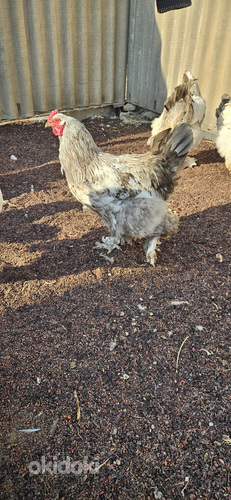 Բրամա ցեղատեսակի աքլորներ (7)