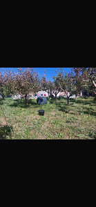 Ամառանոց (5 լուսանկար / 18)