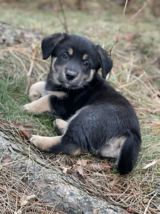 7 mīļi un apburoši kucēni