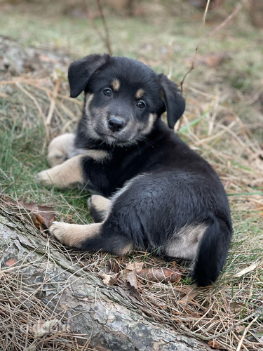 7 mīļi un apburoši kucēni / 7 милых и очаровательных щенков