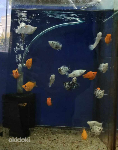 Рыбы разных видов