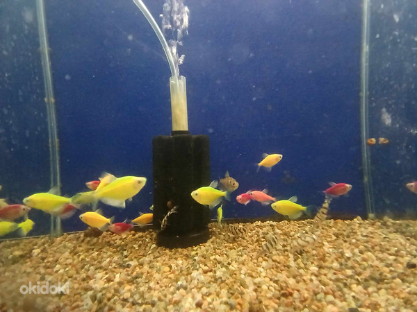 Ձկներ տարբեր տեսակի (3)