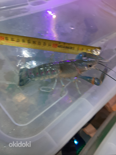 Ավստրալիական կարմիր ճանկավոր խեցգետին (4)