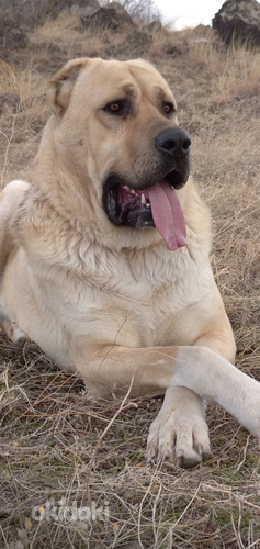 Армянский волкодав