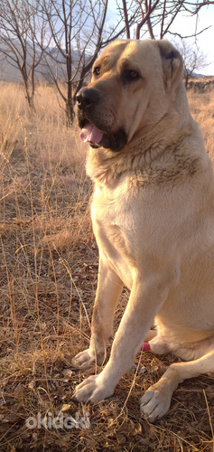 Հայկական Գամփռ (4)
