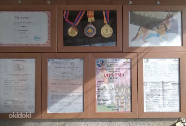 Գերմանական հովվաշուն (6)