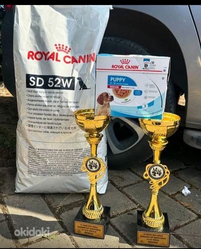 Գերմանական հովվաշուն (7)