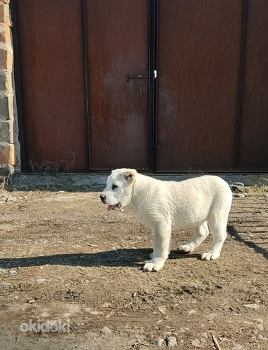 Mijinasiakan hovvashun,aziat,alabay (4)