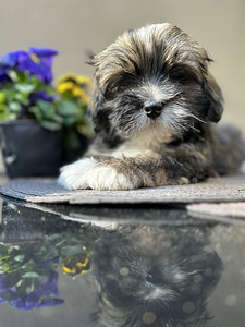 Lhasa Apso kucēns – ar ciltsrakstiem, tikai mīlošām mājām