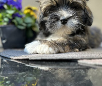 Lhasa Apso kucēns – ar ciltsrakstiem, tikai mīlošām mājām