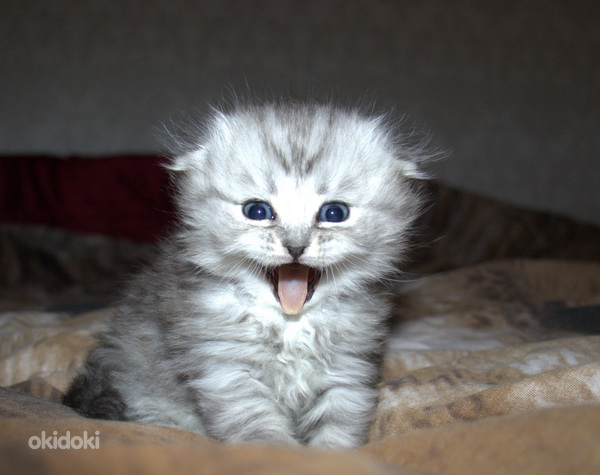 Skotu nokareno ausu un stavausu kakeni