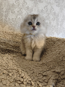 Шотландские вислоухие котята (5 фото из 10)