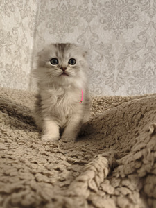 Шотландские вислоухие котята (7 фото из 10)