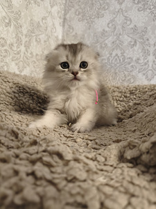 Шотландские вислоухие котята (10 фото из 10)