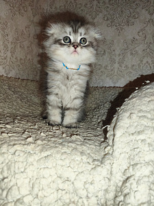 Шотландская вислоухая кошка (1 фото из 10)