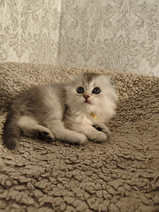 Шотландская вислоухая кошка (4 фото из 10)