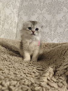 Шотландская вислоухая кошка (10 фото из 10)