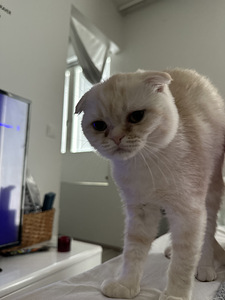 4kk kissanpentu (4 valokuva sivusta 5)