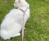 Kissa uuteen kotiin
