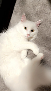 Kissa uuteen kotiin (2 valokuva sivusta 3)