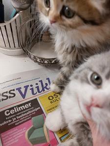 Hauskat kissanpennut. (4 valokuva sivusta 5)