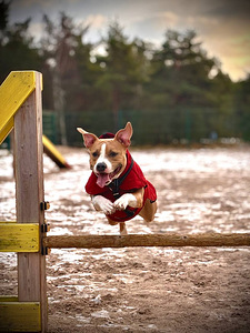 American Staffordshire terrier (5 foto / 8)