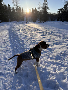 American Staffordshire terrier (7 foto / 8)