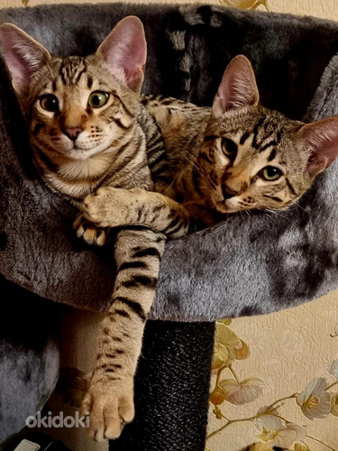 Pārdod Savannah šķirnes kaķēnus