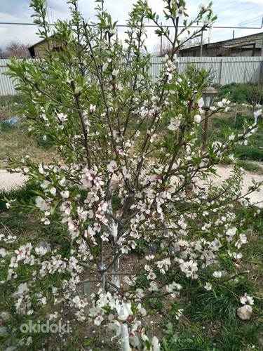 Վաճառվում է հարմարավետ, հարմարավետ, պատրաստ տուն 40 քմ մակեր (17)