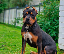 Americanbully XL