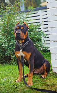 Americanbully (3 valokuva sivusta 3)