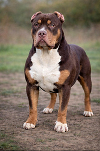 Americanbully xl (1 valokuva sivusta 1)