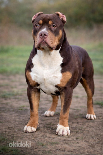 Americanbully xl