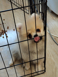 Myydään kauniit pomeranian 3kk ikäiset tyttöpennut (5 valokuva sivusta 10)