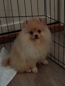 Myydään kauniit pomeranian 3kk ikäiset tyttöpennut (10 valokuva sivusta 10)