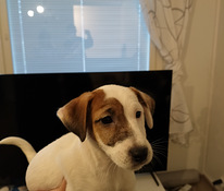 Myydään Jack Russell terrierit, narttu pennut.