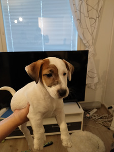 Myydään Jack Russell terrierit, narttu pennut. (2 valokuva sivusta 7)