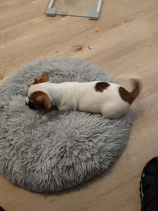 Myydään Jack Russell terrierit, narttu pennut. (3 valokuva sivusta 7)