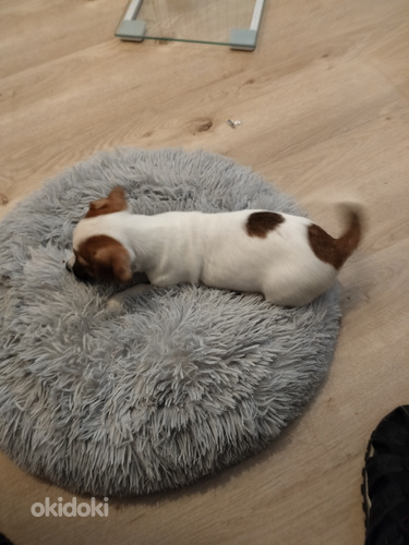 Myydään Jack Russell terrierit, narttu pennut.