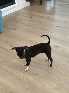 Myydään hyvään/loppuelämän kotiin, chihuahuan 2pentua. (5 valokuva sivusta 10)