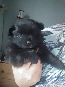 Kleinspitz uros pentu (1 valokuva sivusta 1)