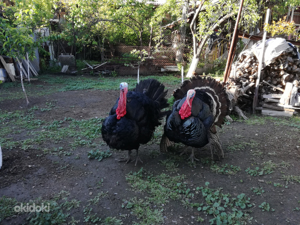 Հնդկահավ, հնդկահավ, հնդկահավ, հնդկահավ, հնդկահավ (2)