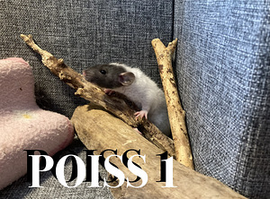 Rotipojad (1 foto / 10)