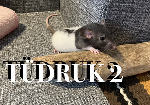Rotipojad (9 foto / 10)
