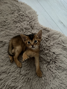 Abessiinia kassipojad (5 foto / 5)