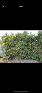 Harilik elupuu Barabant / arborvitae (1 foto / 1)