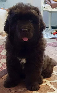 Müüa newfoundlandi koera kutsikad (7 foto / 10)